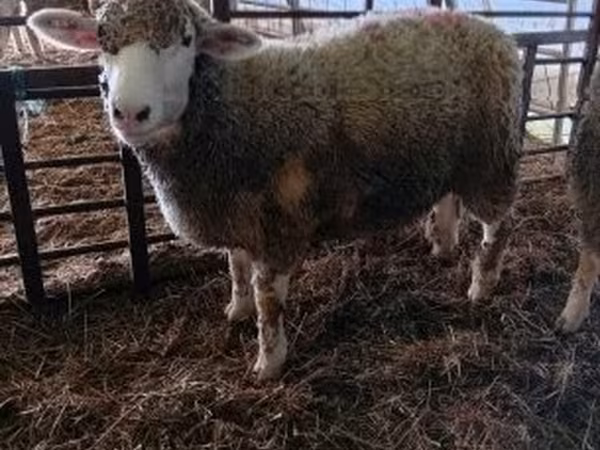 Sheep, Ile-de-France sheep — Hungary