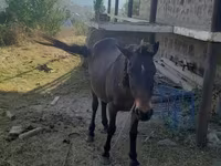 Kuda betina, Horses — foto 1