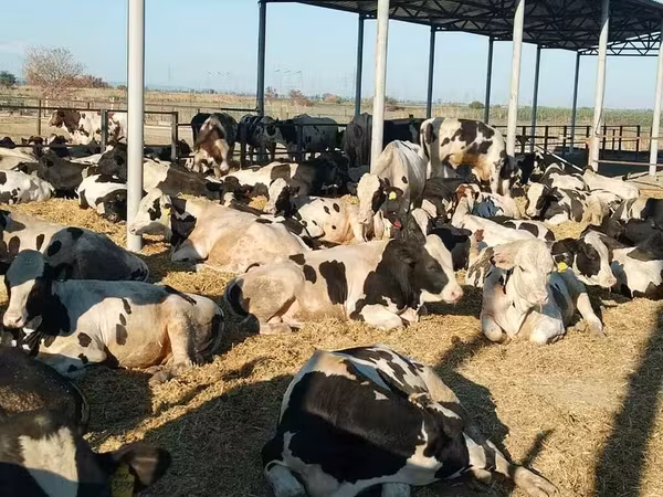 Dibi, Swiss cattle — Ruush