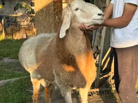 Қӯчқор, Arashan sheep — акс 4