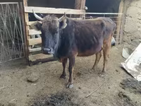 Cow, Cattle — photo 2