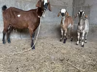 بز ماده, Nubian Goat — عکس 4