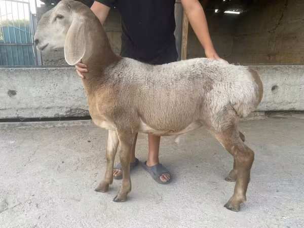 Carneiro, Arashan sheep