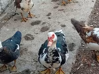 Ducks — عکس 1