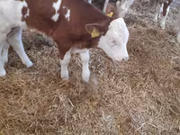 Kvæg (parti, køn ikke angivet), Simmental cattle — foto 1