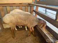 Vædder, Får — foto 2