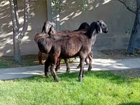Beran, Arashan sheep — foto 7