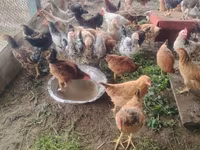Chickens — fotografija 1
