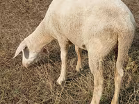 نعجة, Merino sheep — الصورة 1