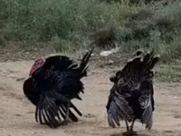 Turkeys — foto 4