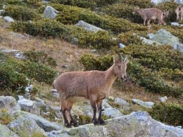 Billy Goat, Goats — Russia