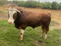 Touro, Simmental cattle — foto 5
