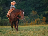Hingst, Quarter Horse — foto 3