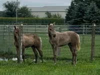 Էգ ձի, Black Sea breed — լուսանկար 5