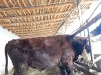 Toro, Mucca kazaka a testa bianca — foto 4