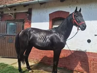 ፈረስ, Nonius horse — ፎቶ 5