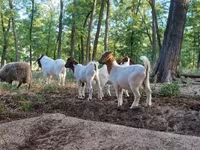 تيس, Boer goat — الصورة 5