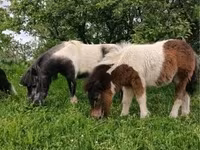 雌馬, Shetland Pony — 写真 1