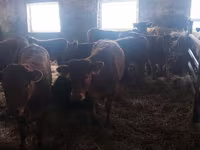 วัวตัวเมีย, Simmental cattle — รูปภาพ 3