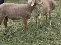 Pecora, Arashan sheep — foto 2