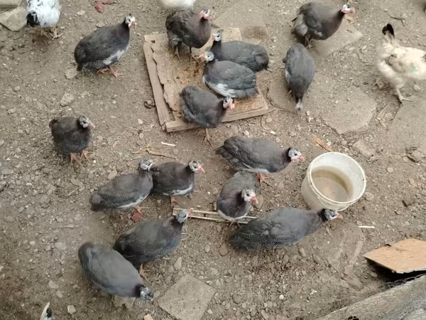 پرل گری
