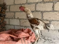 Chickens — foto 1