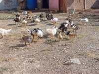 Ducks — fotografija 3