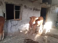 Lembu betina, Cattle — foto 2