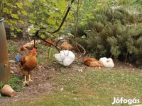 Chickens — foto 4