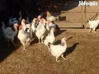 Chickens — รูปภาพ 2