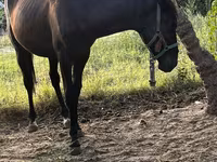 Kuda jantan, Horses — foto 2