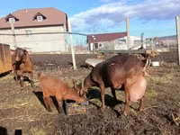 Buk, Murcia-Granada goats — foto 4