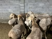 Widder, Arashan sheep — Foto 8