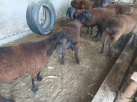 Ram, Sheep — photo 3