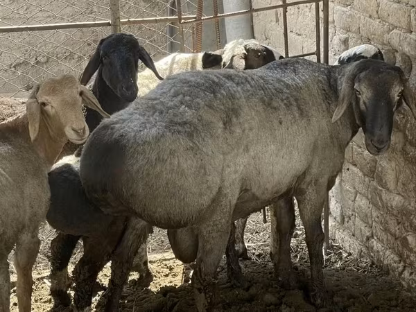 Ram, Sheep — Uzbekistan