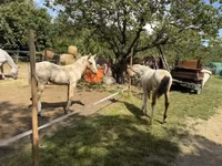 Caballo, Caballos — foto 3