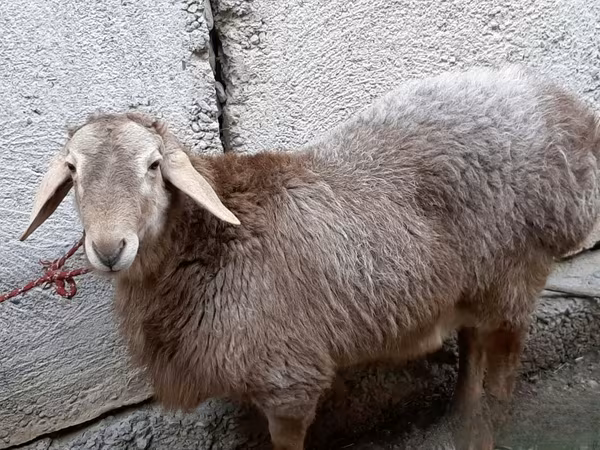 قوچ, گوسفند
