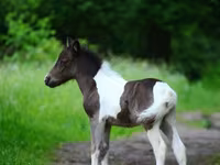 Ngựa (lô, chưa xác định giới tính), Shetland Pony — ảnh 5