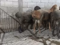 Beran, Hissar sheep — foto 6