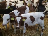 Rundvee (partij, geslacht niet gespecificeerd), Simmental cattle — foto 1