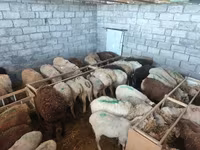 Beran, Ovce — foto 8