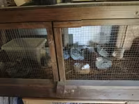 Quails — zdjęcie 1