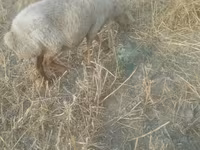 Domba betina, Sheep — foto 6