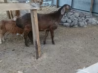 Får, Arashan sheep — foto 2