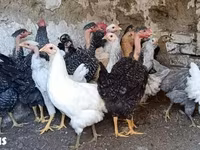 Chickens — 写真 1