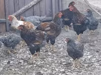 Chickens — عکس 1