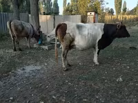 Lembu betina, Simmental cattle — foto 3