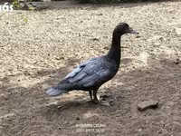 Ducks — foto 4