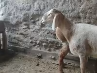 Dume la kondoo, Arashan sheep — picha 7