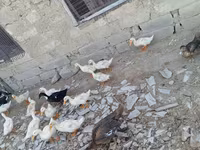 Ducks — sawirka 4